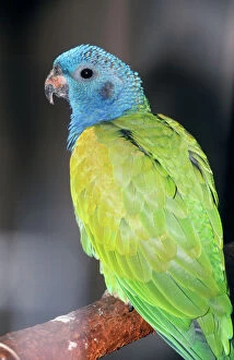 Images Dated 26th October 2005: Blue-headed Amazon Parrot Brazil, South America