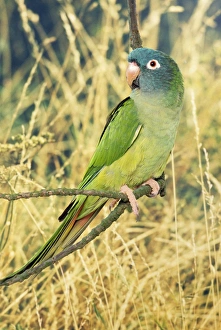 Blue-headed / Dusky-headed Conure