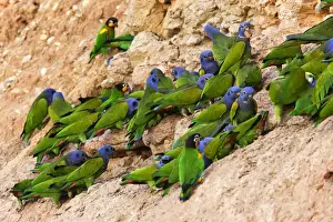 Flocks Prints: Blue Headed Pionus / Blue Headed Parrot Tambopata Nature Reserve Peru