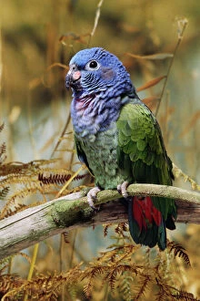Central America Collection: Blue-headed Pionus Parrot