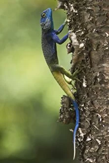 Agama Gallery: Blue Headed Tree Agama - on tree