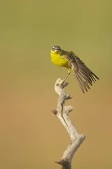 Blue Headed Gallery: Blue-Headed Wagtail - Female stretching wing