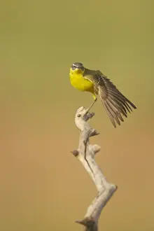 Wagtails Prints: Blue-Headed Wagtail - Female stretching wing Motacilla flava Hungary BI016577