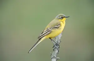 Blue Headed Yellow Wagtail