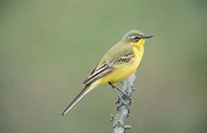 Blue-headed Yellow WAGTAIL - perched