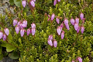 Images Dated 13th July 2006: Blue heath (Phyllodoce caerulea) in flower; very rare plant in UK