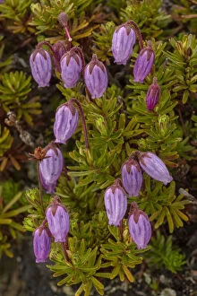 Blooms Gallery: Blue heath, Phyllodoce caerulea, in flower. Very rare in UK.     Date: 15-Apr-19