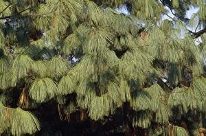 Images Dated 1st February 2007: Blue / Himalayan White Pine Tree - sometimes erroneously called Bhutan Pine