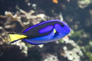 Images Dated 14th September 2007: Blue hippo tang