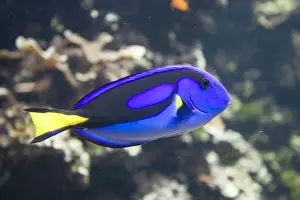Brittany Prints: Blue hippo tang Paracanthus hepatus Oceanopolis Brest Brittany France