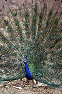 Images Dated 25th May 2006: Blue Indian Peafowl / Peacock - Displaying feathers Ranthambhore NP, Rajasthan, India