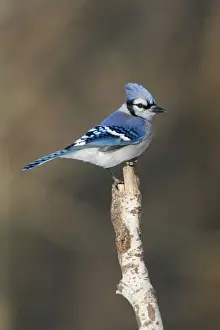 Blue Jay