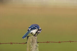 3 Gallery: Blue Jay - with acorn