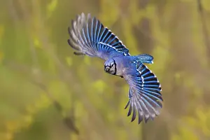 Cyanocitta Prints: Blue jay flying Date: 18-04-2021