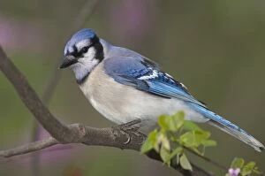 Images Dated 2nd June 2005: Blue Jay Great Lakes Region, Point Pelee, Ontario, Canada _TPL7009