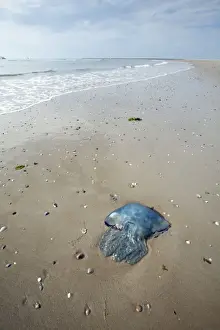 Jellyfish Prints: Blue Jellyfish - stranded on beach - Texel Island - Holland