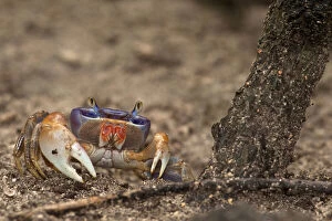 Images Dated 27th June 2011: Blue Land Crab (Cardisoma sp), Sian Ka'an