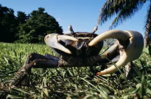Pincers Prints: Blue Land Crab Florida, USA