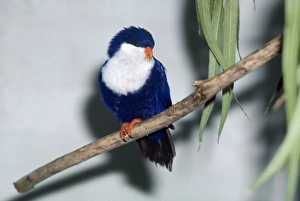 Images Dated 7th February 2007: Blue Lorikeet / Tahitian Blue Jay