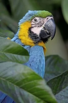 Blue Macaw