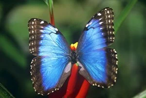 Butterflies & Insects Collection: Blue Morpho Butterfly Costa Rica