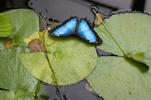 Images Dated 27th July 2007: Blue Morpho Butterfly - resting on waterlily pads, Emmen, Holland