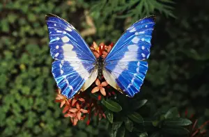 Butterfly Prints: Blue Morpho Butterfly WAT-7288 Close-up - Costa Rica Morpho cypris © M