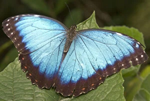 Blue Morpho (Morpho) butterfly, Green Hills