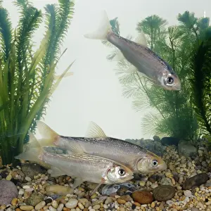 Aquarium Prints: Blue Orfe