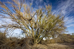 Images Dated 17th December 2008: Blue Palo Verde bush Parkinsonia florida in Saguaro National Park, Arizona