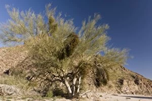 Blue Palo Verde Tree - heavily infested with Desert