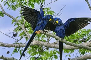 Images Dated 21st September 2009: Two blue parrots