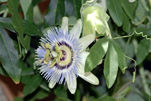 Images Dated 2nd June 2006: Blue Passion Flower / Blue Crown Passion Flower / Common Passion Flower. Native to South