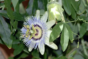 Blue Passion Flower / Blue Crown Passion Flower / Common Passion Flower Blue Passion Flower / Blue Crown Passion Flower / Common Passion Flower