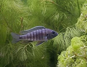 Blue Peacock - side view, tropical freshwater