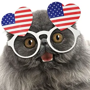 Flag Prints: Blue Persian Cat wearing heart shaped American flag glasses