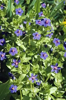 Pimpernel Prints: Blue Pimpernel