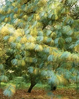 Pine Prints: Blue Pine / Himalayan White Pine Tree - sometimes erroneously called Bhutan Pine