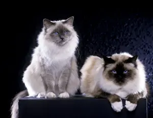 Seal Prints: Blue Point & Seal Point Birman Cats