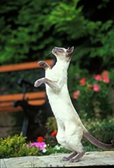 Blue Point Siamese Cat - on hind legs