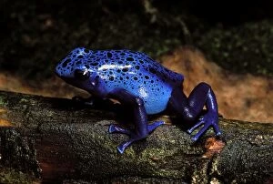 Blue Poison Arrow / Poison Dart Frog
