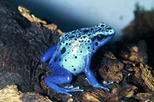 Colours Prints: Blue Poison Dart Frog Southern Surinam