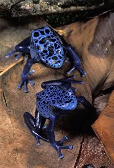 Blue Poison Frog - Couple