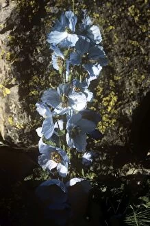 Images Dated 22nd March 2011: Blue Poppy - Dachigam National Park - Jammu and Kashmir