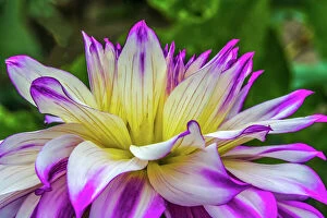 Flora Collection: Blue purple white Dinnerplate AA dahlia blooming. Dahlia named Ferncliff Illusion Date: 07-02-2021