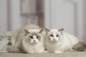 Images Dated 15th October 2019: Blue Ragdoll cat indoors