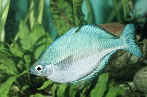 Images Dated 27th July 2005: Blue Rainbow Fish Lake Kutubu, New Guinea