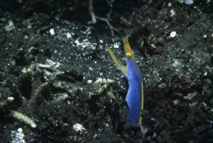 Eels Prints: Blue Ribbon Eel - lives in sandy areas in the central western Pacific and the western Indian Ocean
