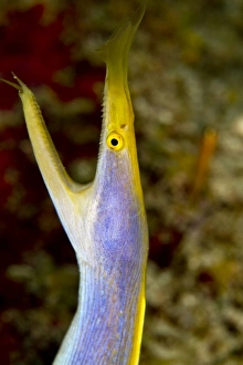 Images Dated 27th December 2010: Blue Ribbon Eel - Maldives