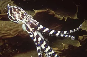 Rings Prints: Blue-ringed Octopus AU-1396